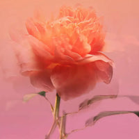 BDK Parfums - Impadia