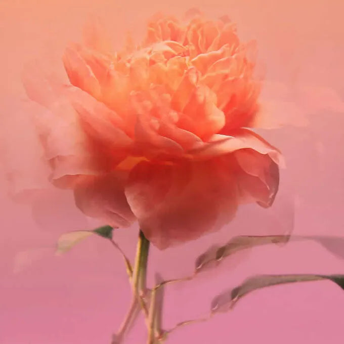 BDK Parfums - Impadia