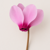 Cyclamen