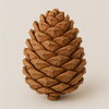 Cedar