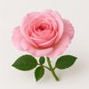 Damask Rose