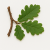 Oak