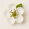 Pear Blossom