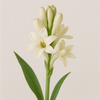 Indian Tuberose