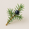 Juniper