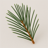 Pine Needle
