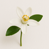 African Orange Blossom
