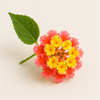 Lantana