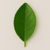 Bergamot Leaf