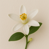 Neroli