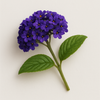 Heliotrope