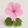 Geranium