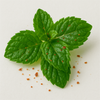 Spicy Mint
