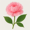 Peony