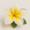 Plumeria