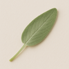 Sage