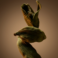 Hugo Boss - Boss Bottled - EDP