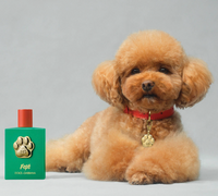 Dolce&Gabbana - Fefé fragrance pre psov