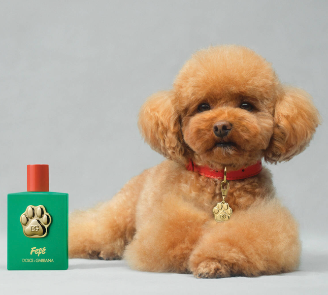 Dolce&Gabbana - Fefé fragrance pre psov