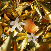 BVLGARI - Le Gemme Tygar