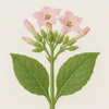 Tobacco Blossom