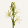 Tuberose