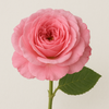 Turkish Rose