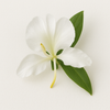 White Ginger Lily