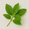 Green Notes