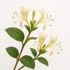 Honeysuckle