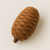 Atlas Cedar