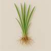 Bourbon Vetiver