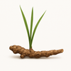 Calamus