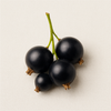 Black Currant
