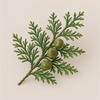 Cypress