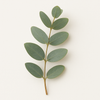 Eucalyptus