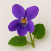 Violet