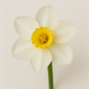 French Narcissus