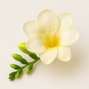 Freesia
