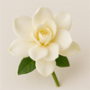 Gardenia