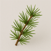 Himalayan Cedar