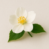 Jasmine