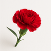 Carnation