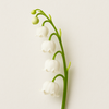 Lily of the Valley