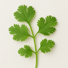 Coriander