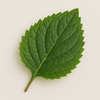 Indonesian Patchouli Leaf
