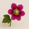 Raspberry Blossom