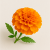 Marigold