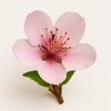 Nectarine Blossom