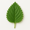Patchouli